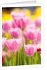 Light pink tulips by Anonymous