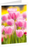 Light pink tulips by Anonymous