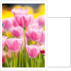 Light pink tulips by Anonymous