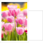 Light pink tulips by Anonymous