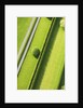 Hedge in The Hamptons by Anonymous