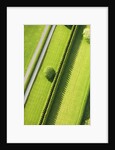 Hedge in The Hamptons by Anonymous