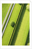 Hedge in The Hamptons by Anonymous