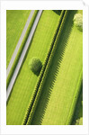Hedge in The Hamptons by Anonymous