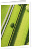 Hedge in The Hamptons by Anonymous