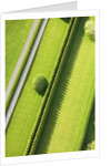 Hedge in The Hamptons by Anonymous