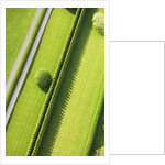 Hedge in The Hamptons by Anonymous