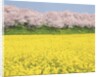 Rape blossom field lined with blossoming cherry trees, Satte, Saitama Prefecture, Japan by Anonymous