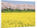 Rape blossom field lined with blossoming cherry trees, Satte, Saitama Prefecture, Japan by Anonymous