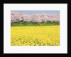 Rape blossom field lined with blossoming cherry trees, Satte, Saitama Prefecture, Japan by Anonymous
