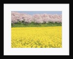 Rape blossom field lined with blossoming cherry trees, Satte, Saitama Prefecture, Japan by Anonymous