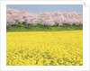 Rape blossom field lined with blossoming cherry trees, Satte, Saitama Prefecture, Japan by Anonymous