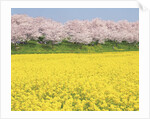 Rape blossom field lined with blossoming cherry trees, Satte, Saitama Prefecture, Japan by Anonymous