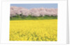 Rape blossom field lined with blossoming cherry trees, Satte, Saitama Prefecture, Japan by Anonymous
