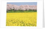 Rape blossom field lined with blossoming cherry trees, Satte, Saitama Prefecture, Japan by Anonymous