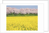 Rape blossom field lined with blossoming cherry trees, Satte, Saitama Prefecture, Japan by Anonymous