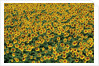 Sunflower field in Hokuto, Yamanashi Prefecture, Japan by Anonymous