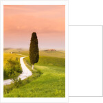 Cypress tree by dirt road at sunset by Anonymous