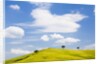 Pine trees on a ridge by Anonymous