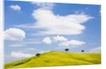 Pine trees on a ridge by Anonymous