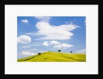 Pine trees on a ridge by Anonymous