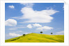 Pine trees on a ridge by Anonymous