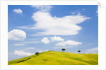Pine trees on a ridge by Anonymous