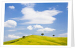 Pine trees on a ridge by Anonymous