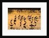Sandhill cranes standing and feeding in shallow pond by Anonymous