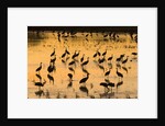 Sandhill cranes standing and feeding in shallow pond by Anonymous