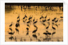 Sandhill cranes standing and feeding in shallow pond by Anonymous