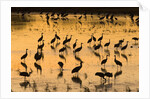 Sandhill cranes standing and feeding in shallow pond by Anonymous