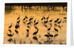 Sandhill cranes standing and feeding in shallow pond by Anonymous