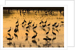 Sandhill cranes standing and feeding in shallow pond by Anonymous