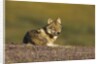 Young wolf resting on tundra in Denali National Park by Anonymous