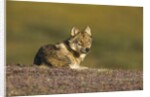 Young wolf resting on tundra in Denali National Park by Anonymous
