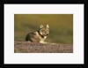 Young wolf resting on tundra in Denali National Park by Anonymous
