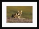 Young wolf resting on tundra in Denali National Park by Anonymous