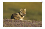 Young wolf resting on tundra in Denali National Park by Anonymous