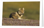 Young wolf resting on tundra in Denali National Park by Anonymous