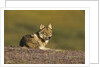 Young wolf resting on tundra in Denali National Park by Anonymous