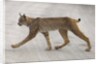 Young lynx crossing road in Denali National Park by Anonymous