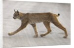 Young lynx crossing road in Denali National Park by Anonymous