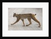 Young lynx crossing road in Denali National Park by Anonymous