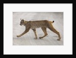 Young lynx crossing road in Denali National Park by Anonymous