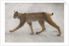 Young lynx crossing road in Denali National Park by Anonymous