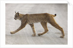 Young lynx crossing road in Denali National Park by Anonymous