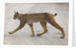Young lynx crossing road in Denali National Park by Anonymous