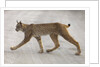 Young lynx crossing road in Denali National Park by Anonymous