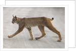 Young lynx crossing road in Denali National Park by Anonymous